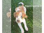 Huskies Mix DOG FOR ADOPTION RGADN-1246280 - Diggory - Husky / Shepherd / Mixed