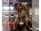 Plott Hound Mix DOG FOR ADOPTION RGADN-1246288 - Cricket - Plott Hound / Terrier