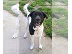 Akita-Labrador Retriever Mix DOG FOR ADOPTION RGADN-1246332 - Loki - Labrador