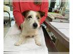 Jack Russell Terrier DOG FOR ADOPTION RGADN-1246338 - Ava Mae (NOT YET
