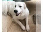 Great Pyrenees DOG FOR ADOPTION RGADN-1246348 - Sophie (AP) - Great Pyrenees