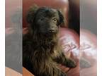 Australian Shepherd-Poodle (Toy) Mix DOG FOR ADOPTION RGADN-1246351 - Smeagol -