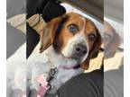 Beagle DOG FOR ADOPTION RGADN-1246365 - Edith - Beagle (short coat) Dog For