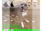 American Staffordshire Terrier DOG FOR ADOPTION RGADN-1246378 - King - American