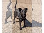 Labrador Retriever Mix DOG FOR ADOPTION RGADN-1246390 - Fettuccine - Labrador