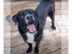 Labrador Retriever Mix DOG FOR ADOPTION RGADN-1246395 - Bronx - Labrador