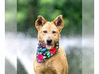 German Shepherd Dog Mix DOG FOR ADOPTION RGADN-1246404 - Ember - German Shepherd