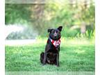 Retriever Mix DOG FOR ADOPTION RGADN-1246406 - Francis - Retriever / Shepherd /