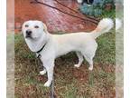 Labrador Retriever DOG FOR ADOPTION RGADN-1246407 - Oso - in a Pasadena foster