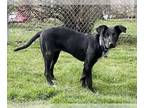 Labrador Retriever Mix DOG FOR ADOPTION RGADN-1246449 - **AUBREY** - Labrador