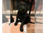 Labrador Retriever Mix DOG FOR ADOPTION RGADN-1246452 - Cooper - Labrador