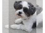 Lhasa Apso DOG FOR ADOPTION RGADN-1246455 - Sukie - Lhasa Apso (long coat) Dog