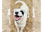 Bull Terrier Mix DOG FOR ADOPTION RGADN-1246466 - Zimba - Bull Terrier / Mixed