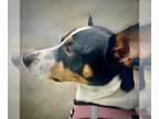 Rat Terrier DOG FOR ADOPTION RGADN-1246467 - Poppy (TX) - Rat Terrier (short