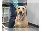 Labrador Retriever Mix DOG FOR ADOPTION RGADN-1246481 - Mya (Angel) - Labrador