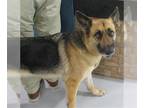 German Shepherd Dog DOG FOR ADOPTION RGADN-1246484 - SHELBY - German Shepherd