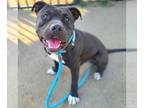 American Staffordshire Terrier DOG FOR ADOPTION RGADN-1246485 - *COSTELLO -