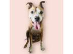 American Pit Bull Terrier Mix DOG FOR ADOPTION RGADN-1246491 - LAYLA - Pit Bull