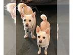 Daug DOG FOR ADOPTION RGADN-1246508 - Pixie D5922 & Oliver D5923 (Bonded Pair) -