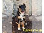 German Shepherd Dog Mix DOG FOR ADOPTION RGADN-1246539 - Parka - German Shepherd