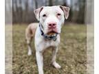 American Pit Bull Terrier DOG FOR ADOPTION RGADN-1246570 - Frankie - American