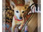 Rat Terrier Mix DOG FOR ADOPTION RGADN-1246575 - Cedar (ID) - Rat Terrier /