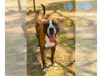 Boxer Mix DOG FOR ADOPTION RGADN-1246581 - WOODS - Boxer / Mixed (medium coat)