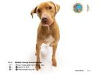 Pointer-Weimaraner Mix DOG FOR ADOPTION RGADN-1246582 - TOOTIE - Weimaraner /