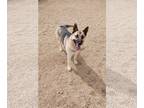 Huskies Mix DOG FOR ADOPTION RGADN-1246595 - Clementine - Shepherd / Husky /