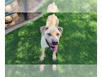 Mastador DOG FOR ADOPTION RGADN-1246611 - BIGGIE SMALLS - Mastiff / Labrador