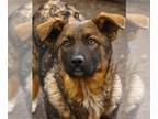 German Shepherd Dog Mix DOG FOR ADOPTION RGADN-1246659 - Ollie - Shepherd /