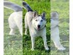 Huskies Mix DOG FOR ADOPTION RGADN-1246661 - Margo - Husky / Mixed Dog For