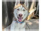 Mix DOG FOR ADOPTION RGADN-1246667 - SARDINE - Husky (medium coat) Dog For