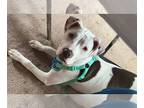 American Pit Bull Terrier Mix DOG FOR ADOPTION RGADN-1246674 - Stevie Nicks