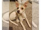 Jack Russell Terrier Mix DOG FOR ADOPTION RGADN-1246675 - Daisy (TX) - Jack