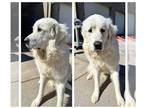 Great Pyrenees DOG FOR ADOPTION RGADN-1246679 - Tails - Great Pyrenees (long