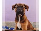 Australian Shepherd Mix DOG FOR ADOPTION RGADN-1246690 - The Gummies - Worms -