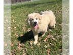 Great Pyrenees DOG FOR ADOPTION RGADN-1246698 - Pyr Rockers : Lita - Great