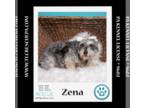 Mix DOG FOR ADOPTION RGADN-1246705 - Zena (Bonded Pair with Sweet Pea) 030224