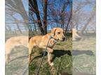 Labrenees DOG FOR ADOPTION RGADN-1246706 - Reggie - Great Pyrenees / Labrador