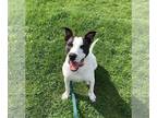 Pointer Mix DOG FOR ADOPTION RGADN-1246715 - Roscoe - Pointer / Mixed Dog For