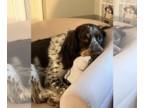 English Springer Spaniel DOG FOR ADOPTION RGADN-1246716 - CAMDEN (COURTESY POST)