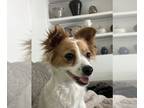 Papillon DOG FOR ADOPTION RGADN-1246721 - Winky - Papillon (medium coat) Dog For