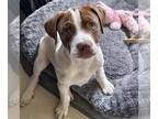 Pointer Mix DOG FOR ADOPTION RGADN-1246729 - Bumblebee Pup - Diggerbee -