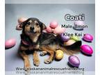 Alaskan Klee Kai Mix DOG FOR ADOPTION RGADN-1246741 - Coati - Alaskan Klee Kai /
