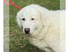 Great Pyrenees-Retriever Mix DOG FOR ADOPTION RGADN-1246751 - Mabel - Great