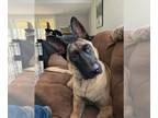 German Shepherd Dog Mix DOG FOR ADOPTION RGADN-1246765 - Ryker - Located in FL -
