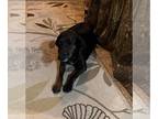 Labrador Retriever Mix DOG FOR ADOPTION RGADN-1246806 - Ellie Mae (5yo