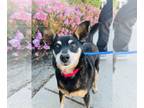 Miniature Pinscher Mix DOG FOR ADOPTION RGADN-1246817 - MacKenzie - Miniature