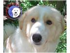 Great Pyrenees DOG FOR ADOPTION RGADN-1246823 - Lambchop - Great Pyrenees /